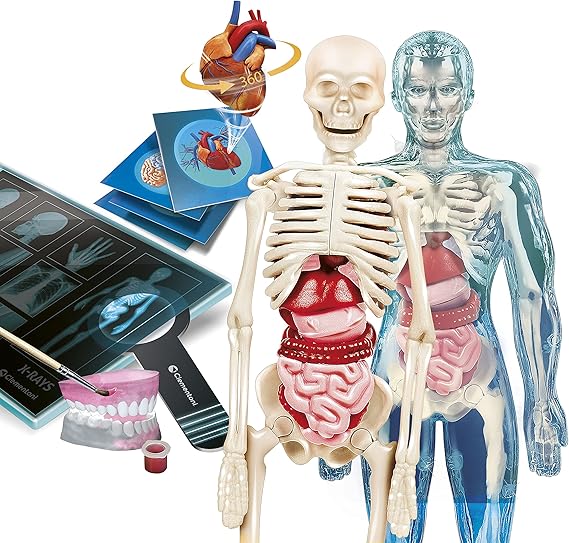 Scienza E Gioco Lab - Anatomia Super